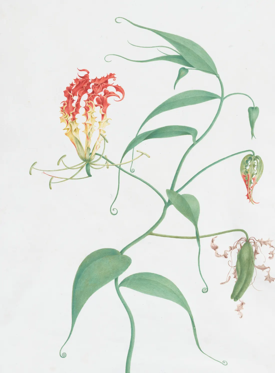 Botanical watercolor of a climbing lily by Pierre-Joseph Redouté